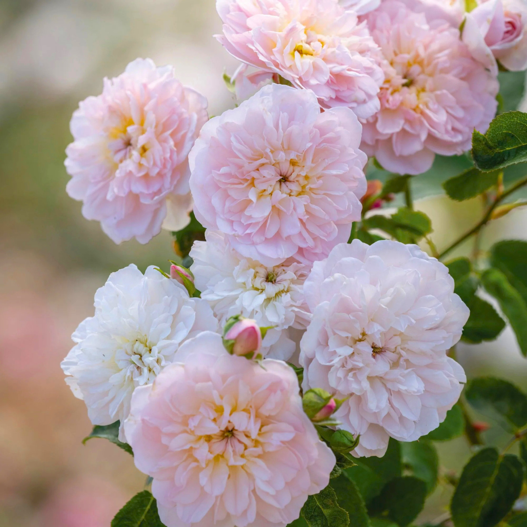 British Queen Pink DA Style Rose Live Plant