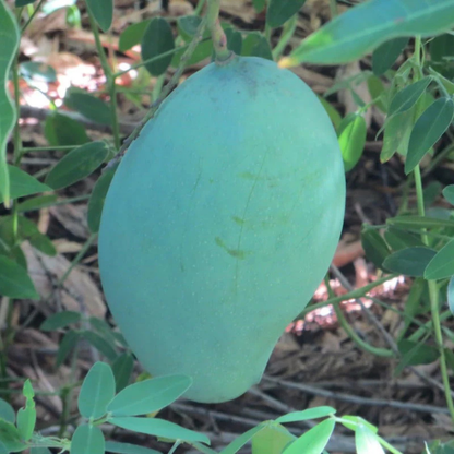 Brunei King Mango Grafted Live Plant