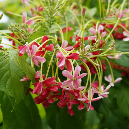 Bush Rangoon Dwarf Madhumalti (Combretum indicum) All Time Flowering Live Plant