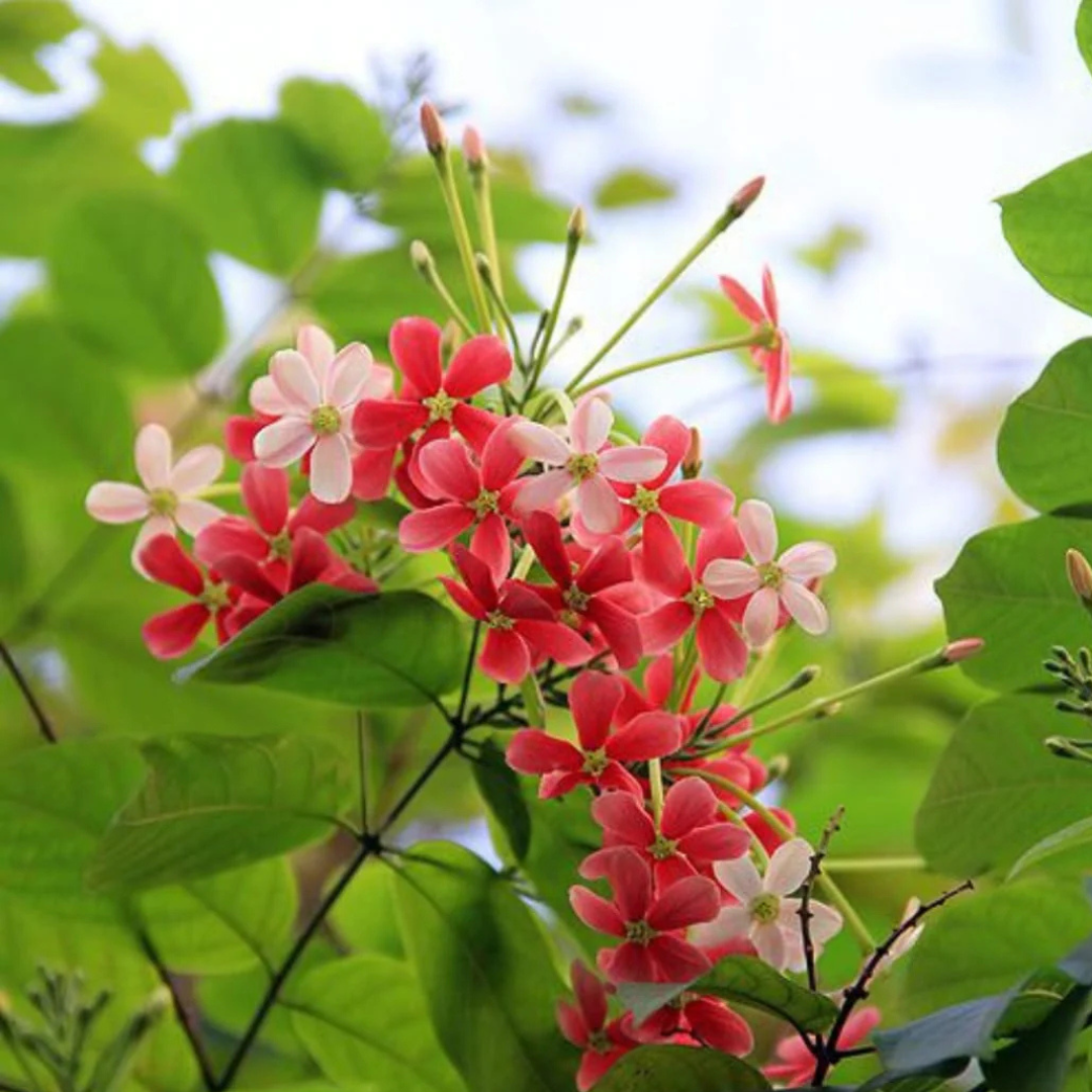 Bush Rangoon Dwarf Madhumalti (Combretum indicum) All Time Flowering Live Plant