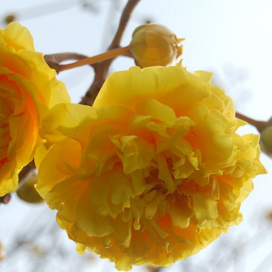 Buttercup Tree (Cochlospermum) Live Plant