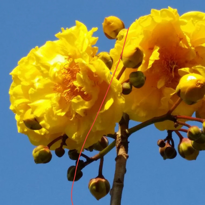 Buttercup Tree (Cochlospermum) Live Plant