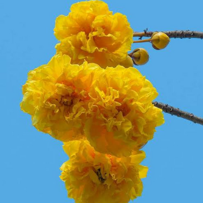 Buttercup Tree (Cochlospermum) Live Plant