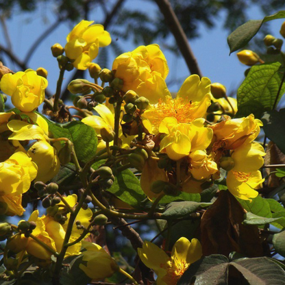 Buttercup Tree (Cochlospermum) Live Plant
