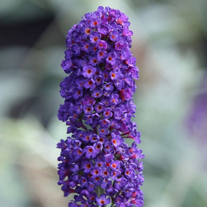 Butterfly Bush Dark Purple Flowering Live Plant