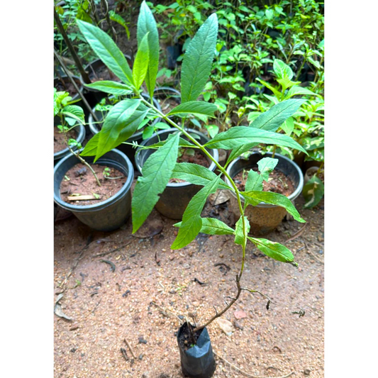 Butterfly Bush Dark Purple Flowering Live Plant