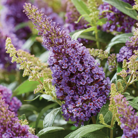 Butterfly Bush Light Purple Flowering Live Plant