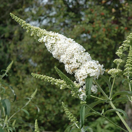 Butterfly Bush White Flowering Live Plant