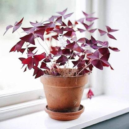 Butterfly Miniature Indoor and Outdoor Live Plant