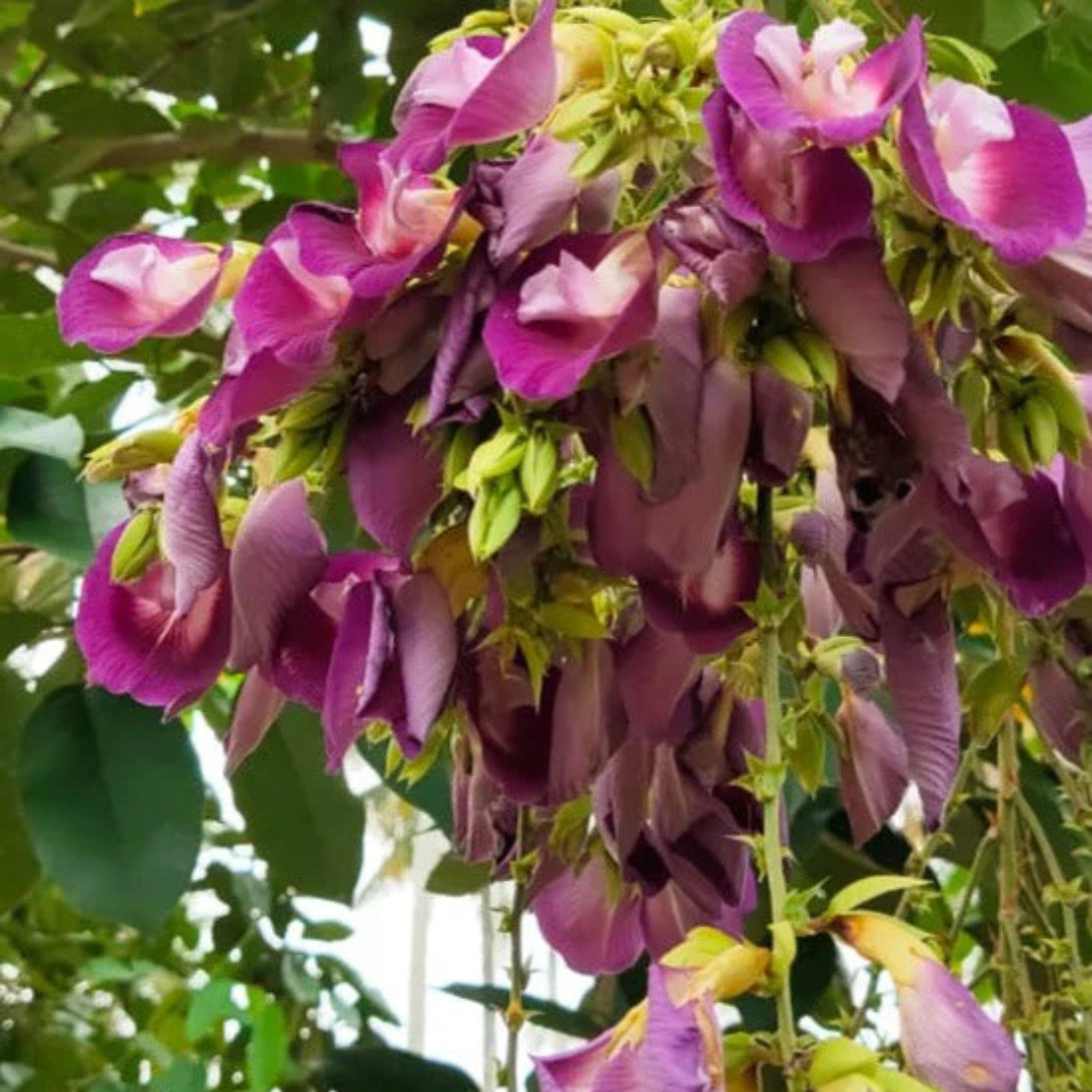 Butterfly Pea Tree (Clitoria arborea) Rare Live Plant