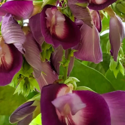 Butterfly Pea Tree (Clitoria arborea) Rare Live Plant