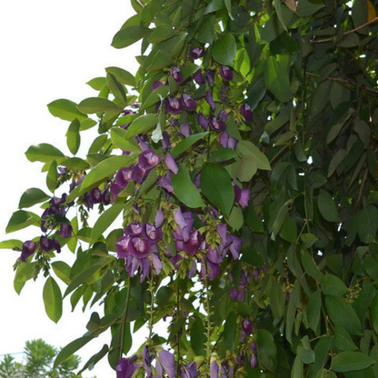 Butterfly Pea Tree (Clitoria arborea) Rare Live Plant