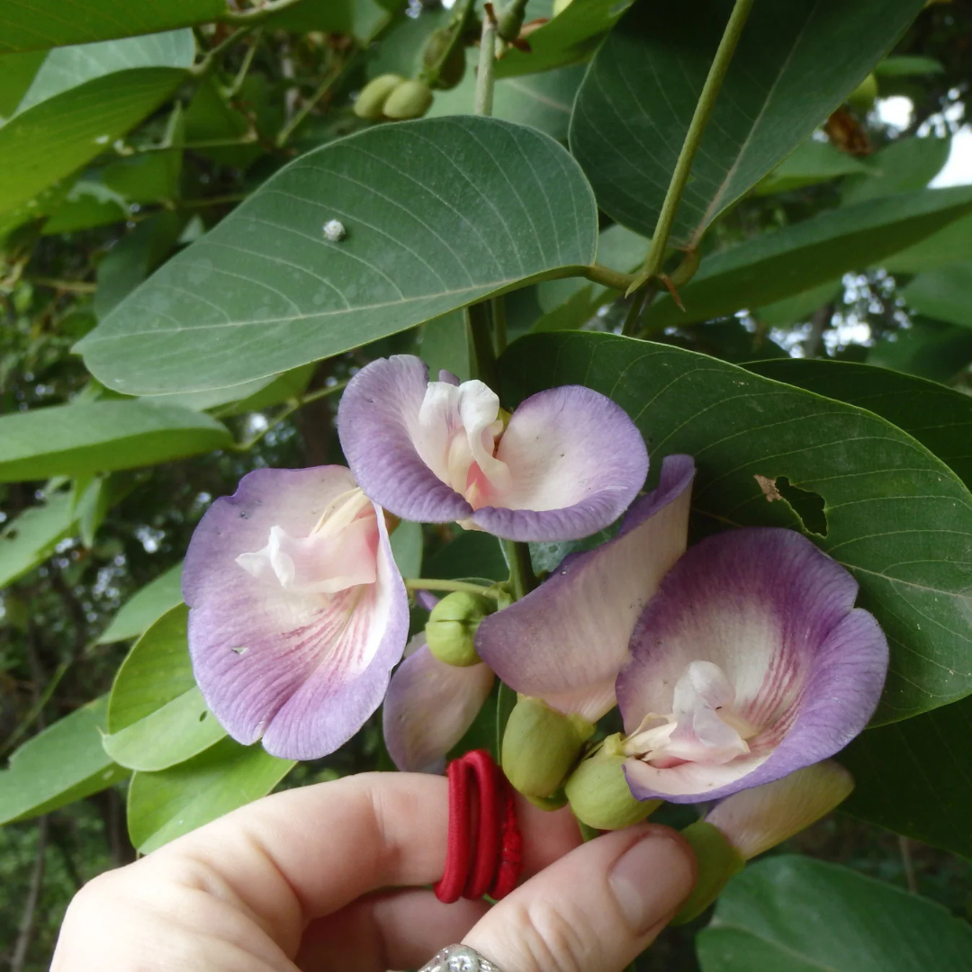 Butterfly Pea Tree (Clitoria arborea) Rare Live Plant