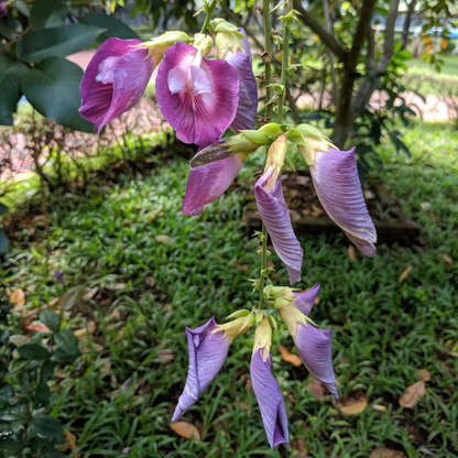 Butterfly Pea Tree (Clitoria arborea) Rare Live Plant