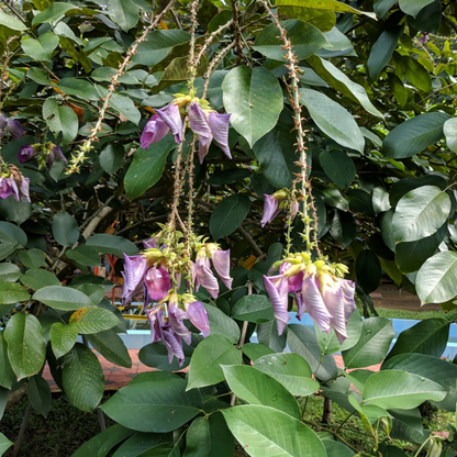Butterfly Pea Tree (Clitoria arborea) Rare Live Plant
