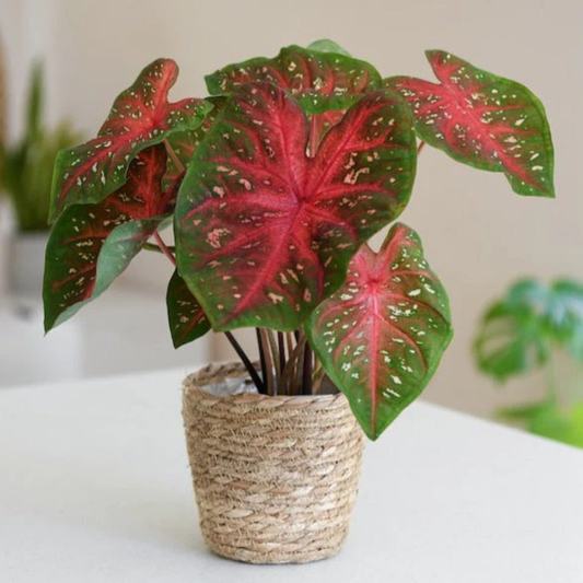 Caladium (Heart of Jesus) Ornamental Live Plant