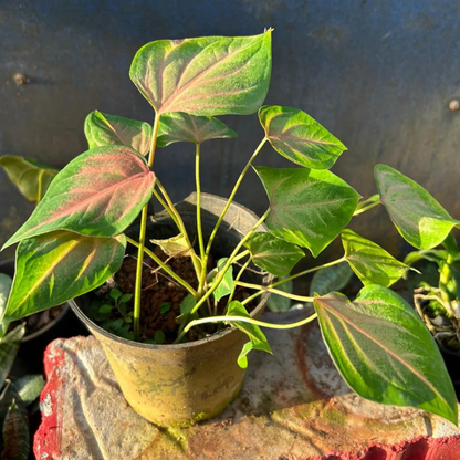 Caladium (Heart of Jesus) Ornamental Live Plant