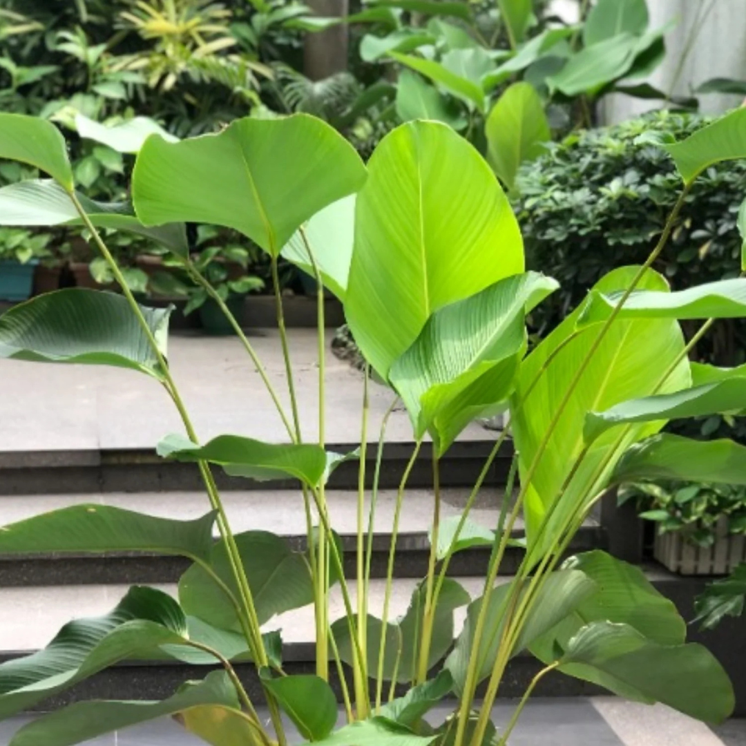 Calathea Lutea (Cigar Calathea) Live Plant