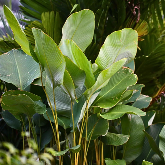 Calathea Lutea (Cigar Calathea) Live Plant