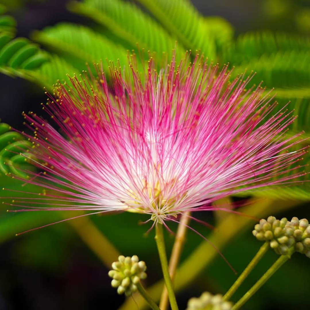 Calliandra Pink & White Live Plant – All Time Flowering | DreaMee ...