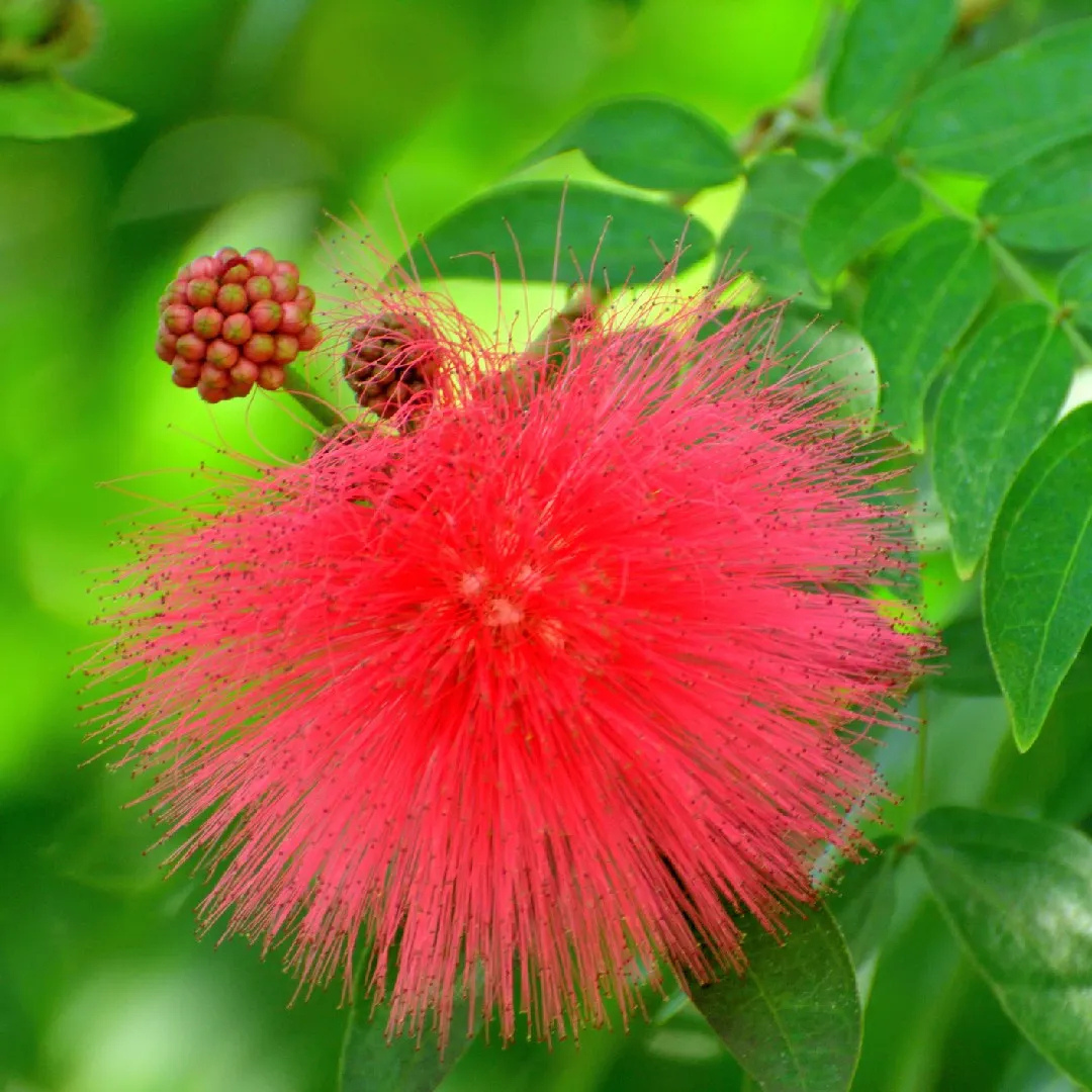 Calliandra Red Flowering Live Plant | All Time Blooms – DreaMee ...