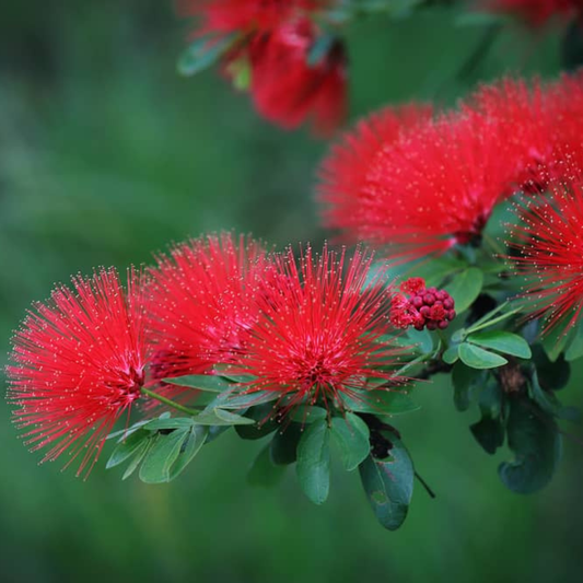 Calliandra Red (Calliandra haematocephala) All Time Flowering Live Plant