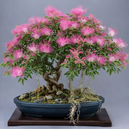 Calliandra (Powder Puff) Flowering Bonsai Tree Live Plant