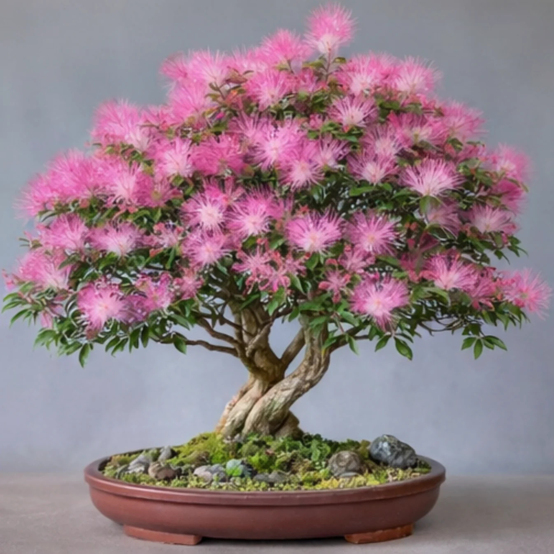 Calliandra (Powder Puff) Flowering Bonsai Tree Live Plant