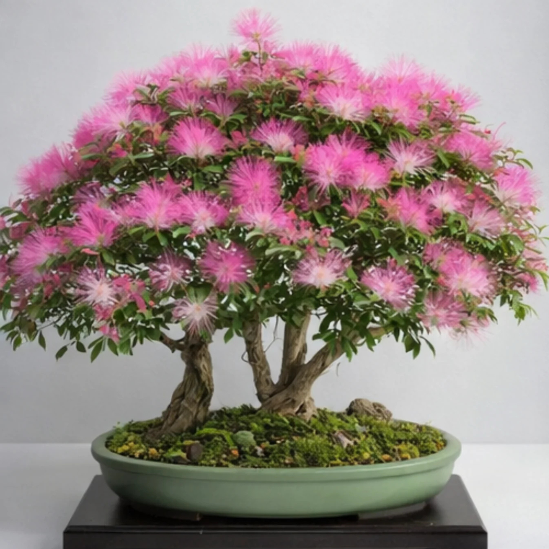 Calliandra (Powder Puff) Flowering Bonsai Tree Live Plant