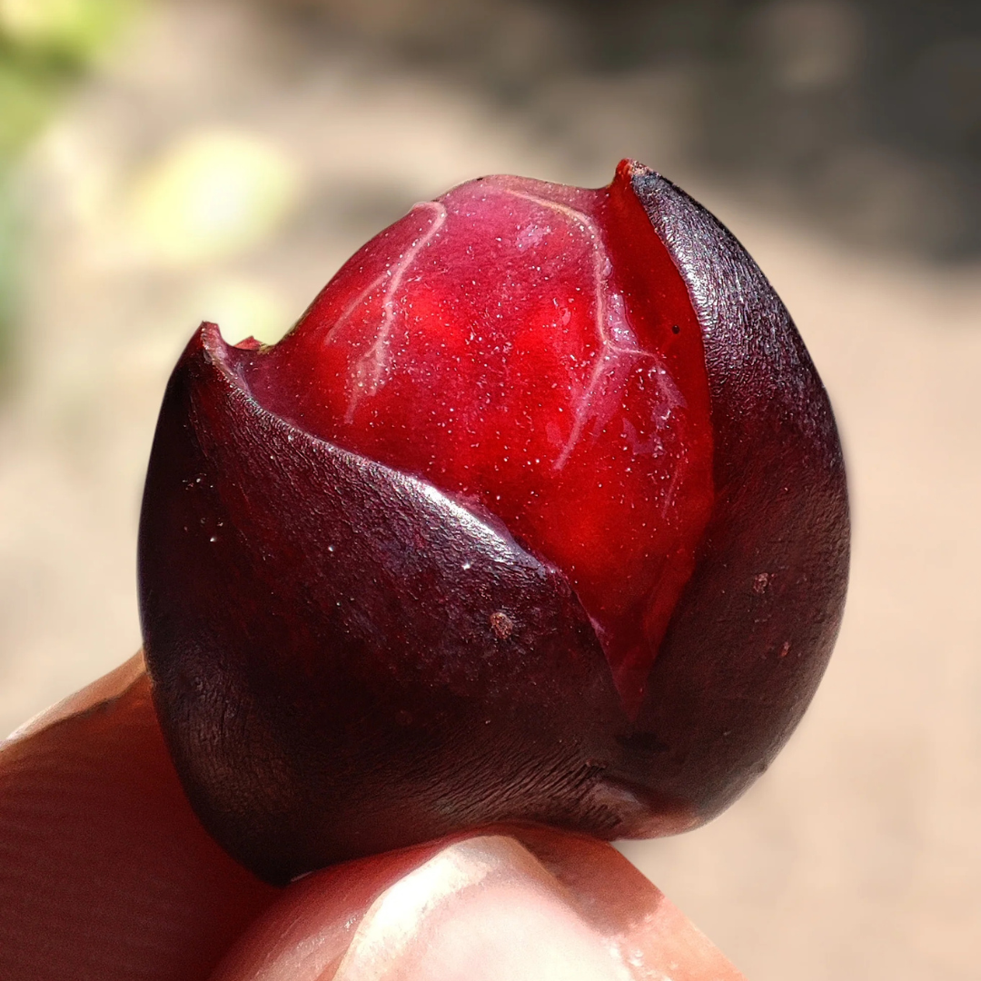 Cambodian Grapes Fruit Live Plant