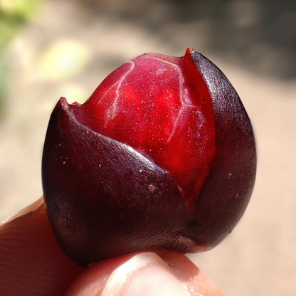 Cambodian Grapes Fruit Live Plant