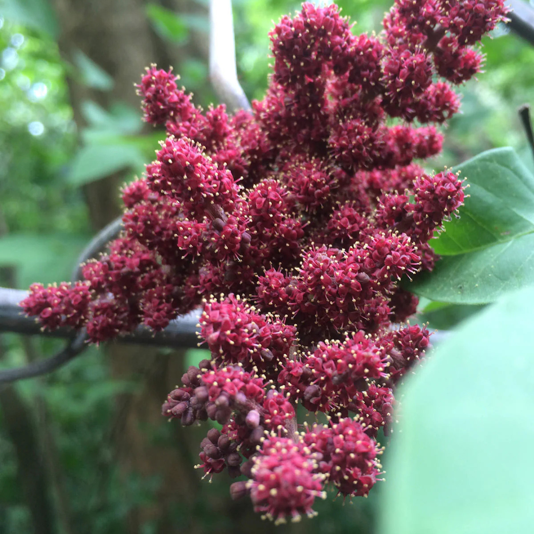 Cambodian Grapes Fruit Live Plant