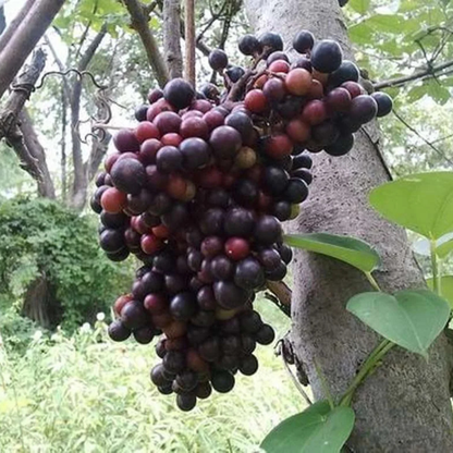 Cambodian Grapes Fruit Live Plant