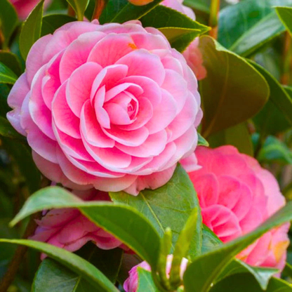 Camellia Pink (Tree Rose) Grafted Rare All Season Flowering Live Plant with Buds