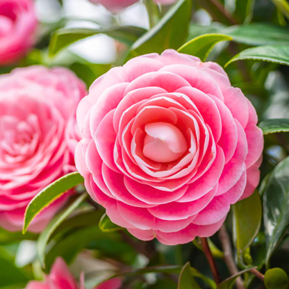 Camellia Pink (Tree Rose) Grafted Rare All Season Flowering Live Plant with Buds