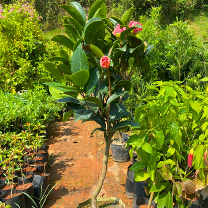 Camellia Pink (Tree Rose) Grafted Rare All Season Flowering Live Plant with Buds