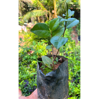 Camellia Pink (Tree Rose) Rare All Time Flowering Live Plant