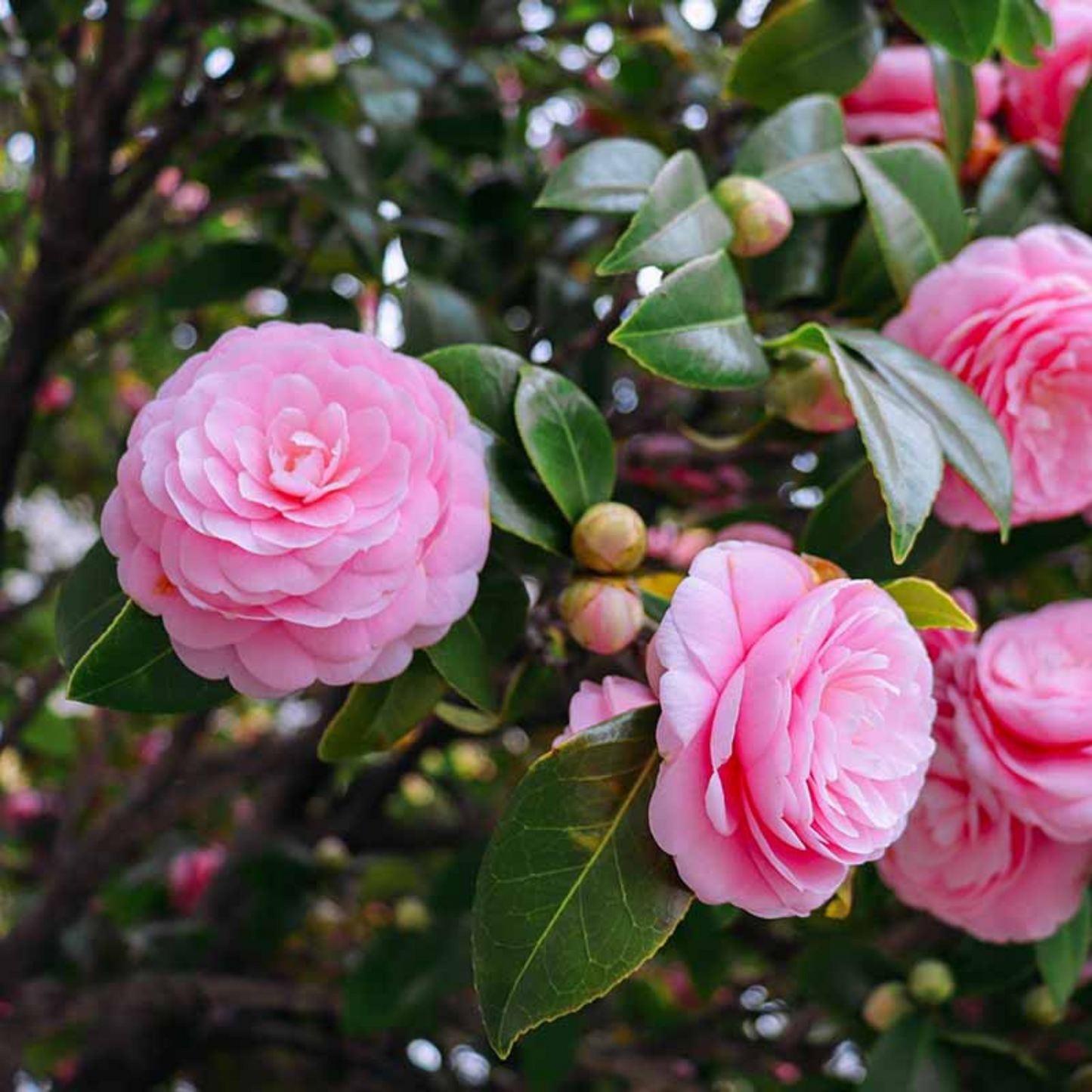 Camellia Pink (Tree Rose) Rare All Time Flowering Live Plant