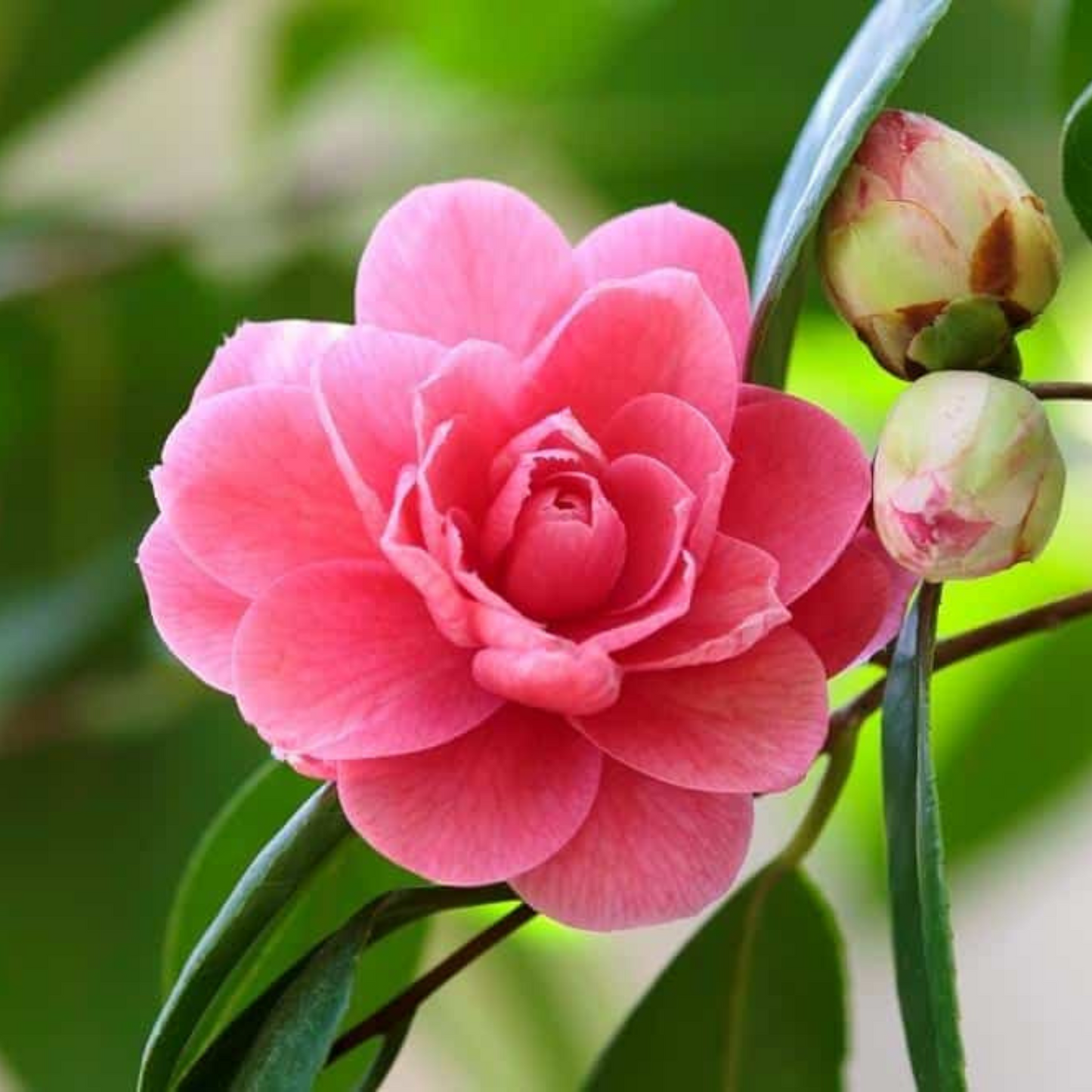 Camellia Pink (Tree Rose) Rare All Time Flowering Live Plant