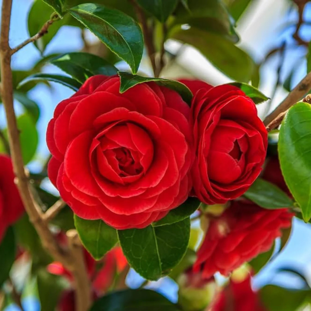 Camellia Red (Camellia Japonica) Grafted Rare Flowering Live Plant with Buds