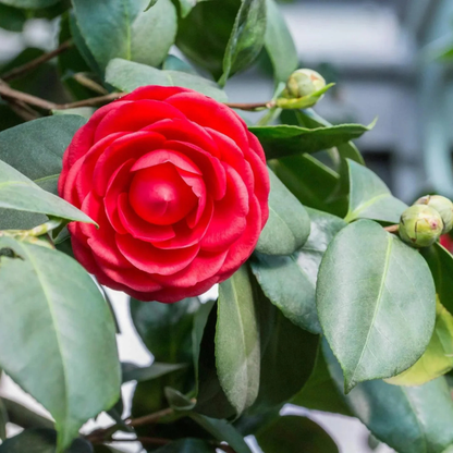 Camellia Red (Camellia Japonica) Grafted Rare Flowering Live Plant with Buds