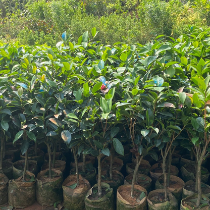Camellia Red (Camellia Japonica) Grafted Rare Flowering Live Plant with Buds