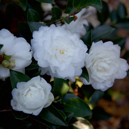 Camellia White (Tree Rose) Rare All Time Flowering Live Plant