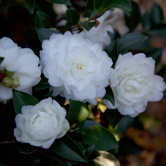 Camellia White (Tree Rose) Rare All Time Flowering Live Plant