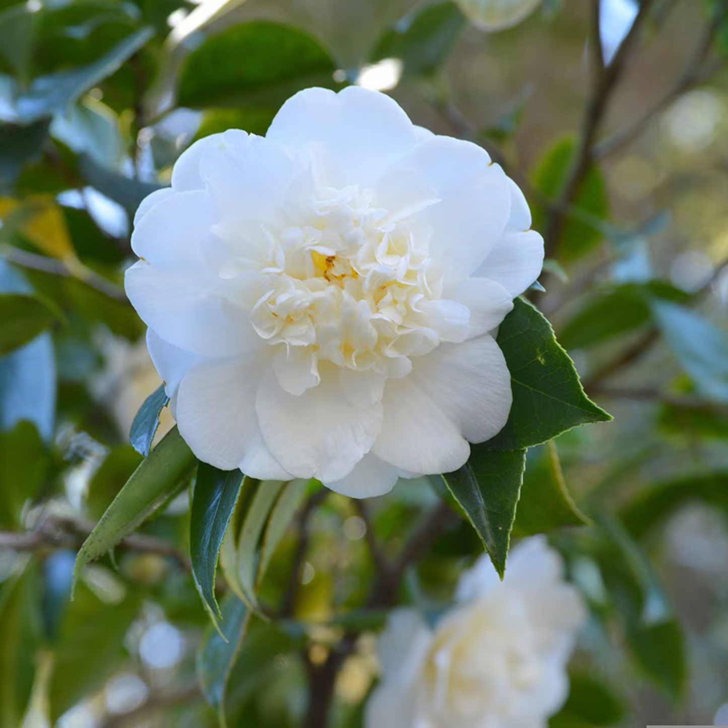 Camellia White (Tree Rose) Rare All Time Flowering Live Plant