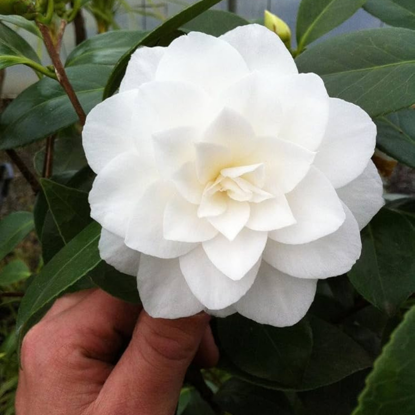 Camellia White (Tree Rose) Rare All Time Flowering Live Plant