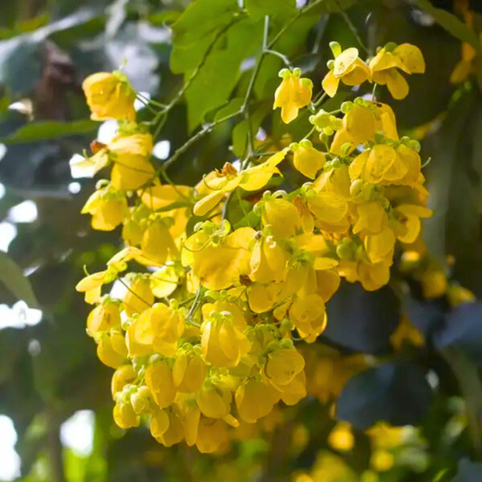 Canadian Konna, Golden Shower Tree, Amaltas Live Plant