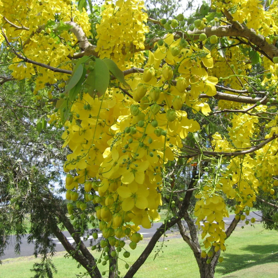 Canadian Konna, Golden Shower Tree, Amaltas Live Plant