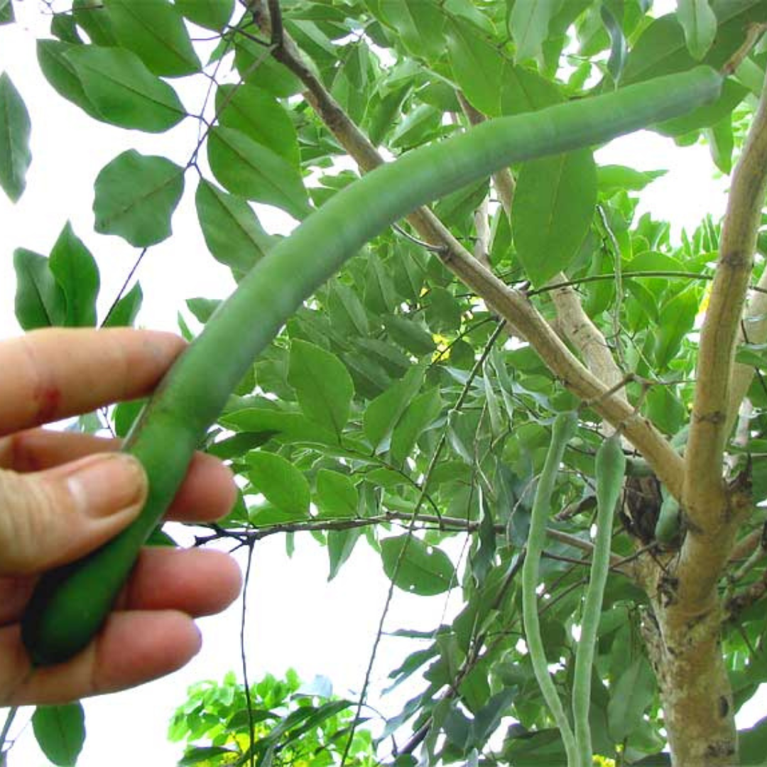 Canadian Konna, Golden Shower Tree, Amaltas Live Plant