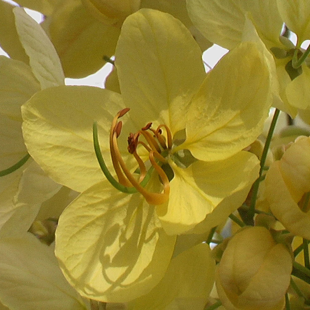 Canadian Konna, Golden Shower Tree, Amaltas Live Plant